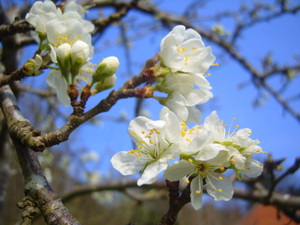 Plum blossom in Exeter