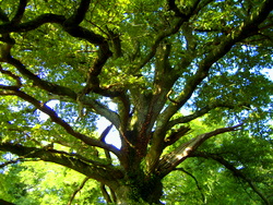 Tree nr Chagford