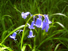 Acupuncture for anxiety: Notice the beauty all around you