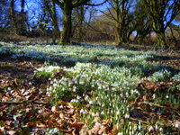 Snowdrops near Okehampton