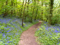 South Devon bluebell wood